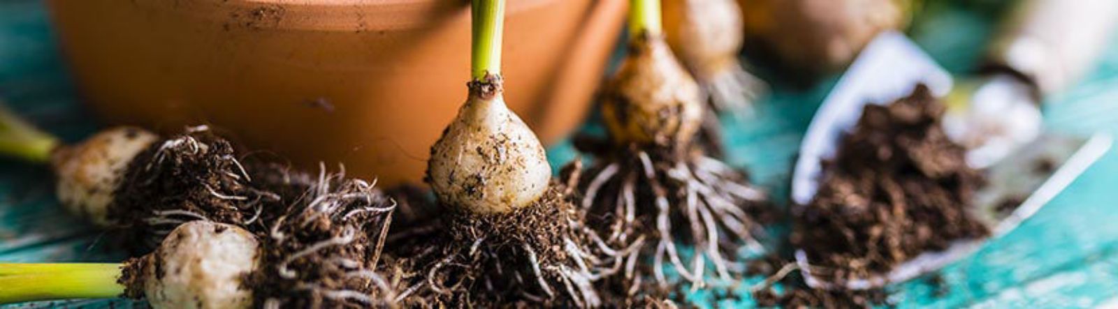 Travaux de jardinage en septembre